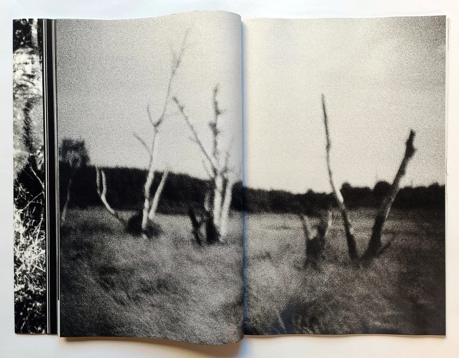 Cara Foresta image 2