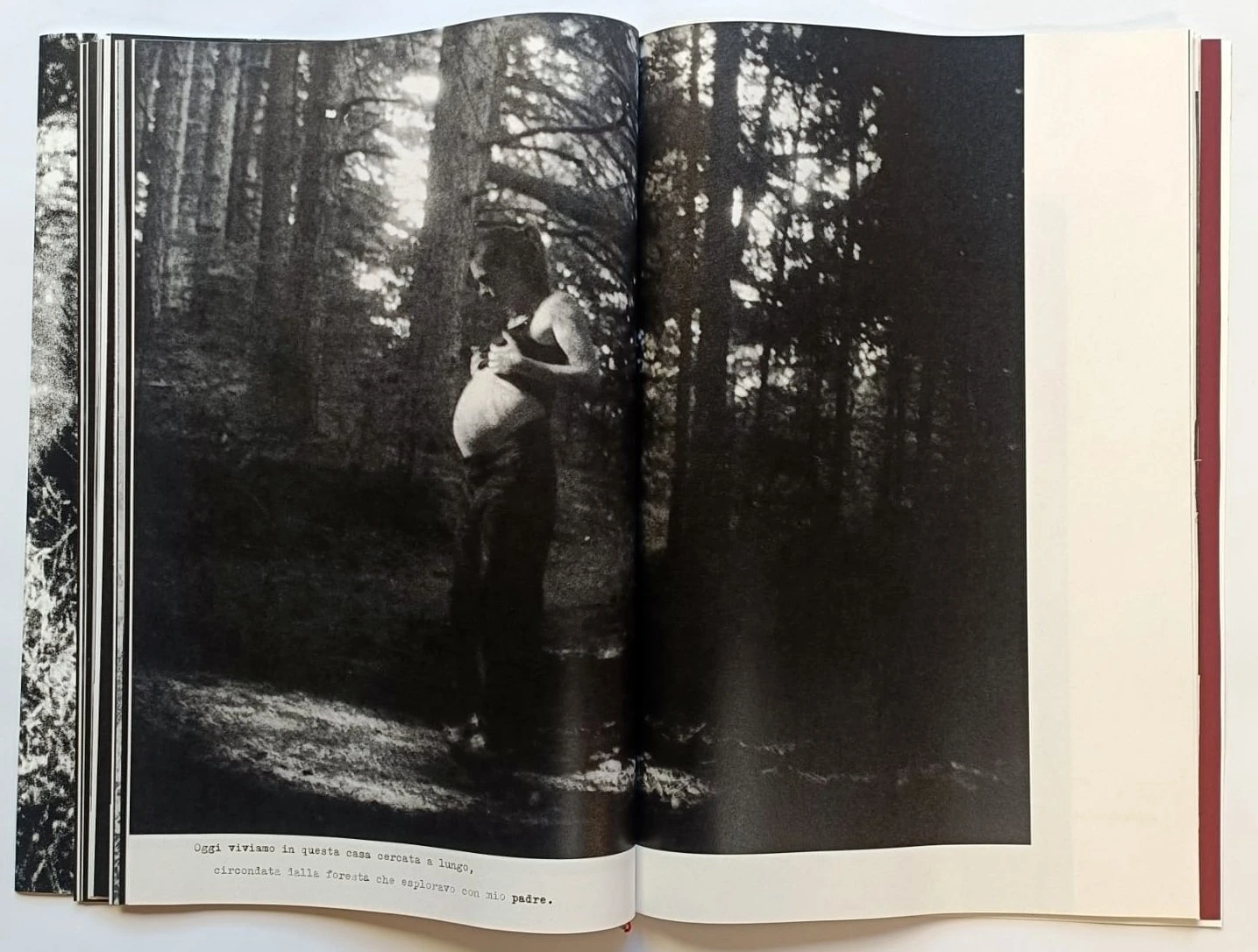 Cara Foresta image 4
