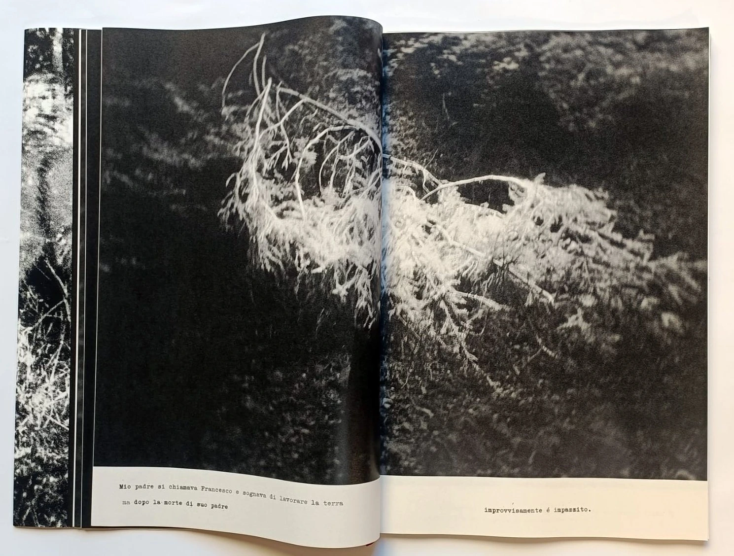 Cara Foresta image 5