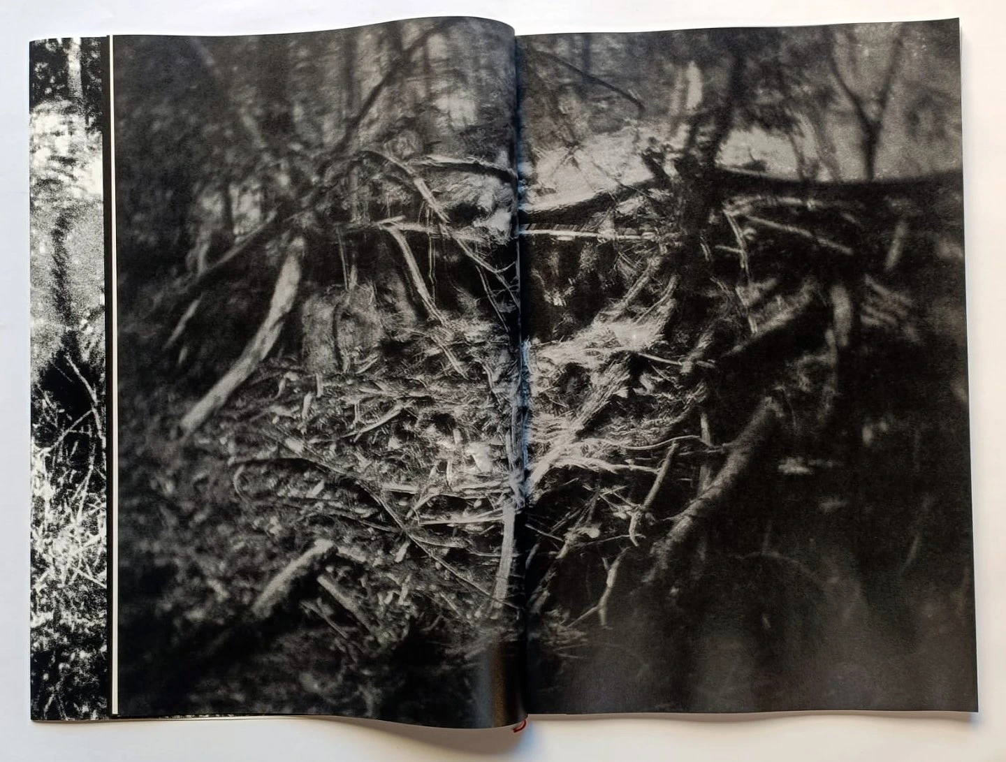 Cara Foresta image 6