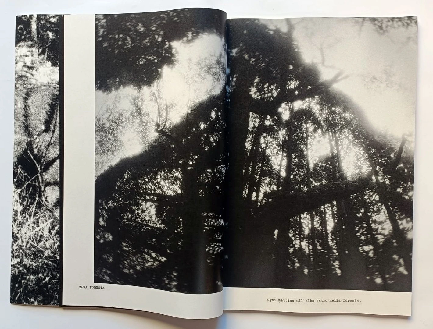 Cara Foresta image 7