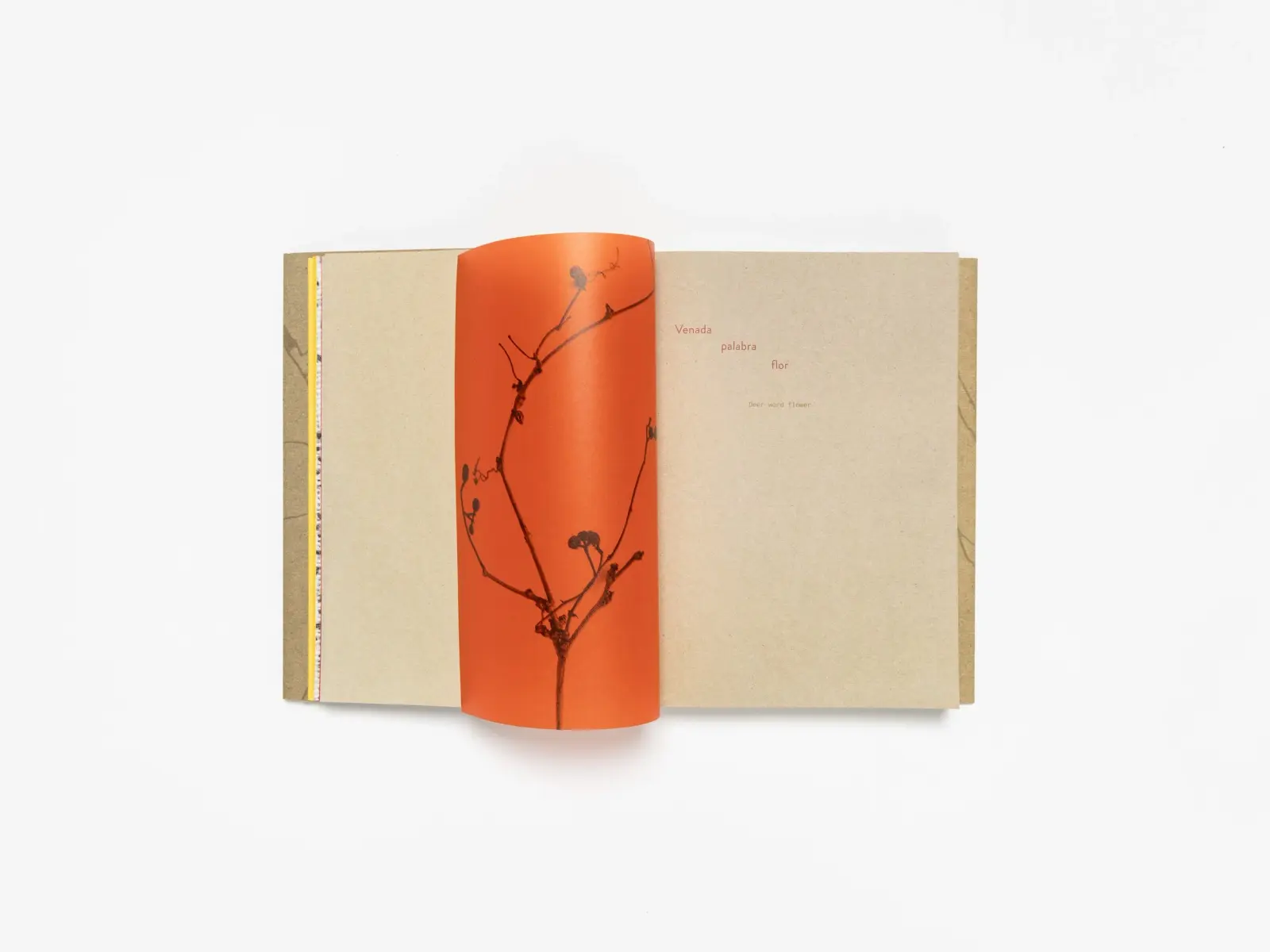 Deer Book/Libro Venado image 4