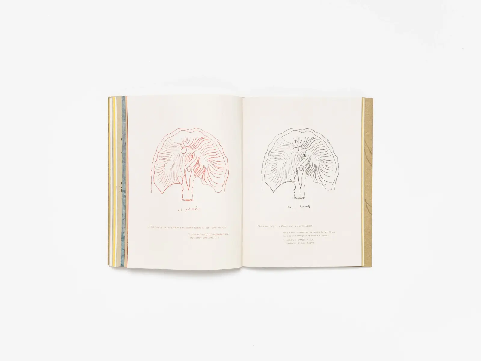Deer Book/Libro Venado image 5