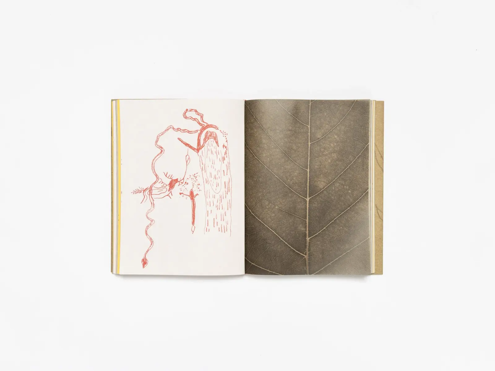 Deer Book/Libro Venado image 8
