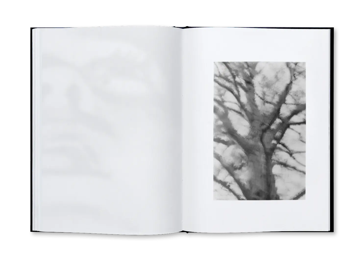 Noema image 6