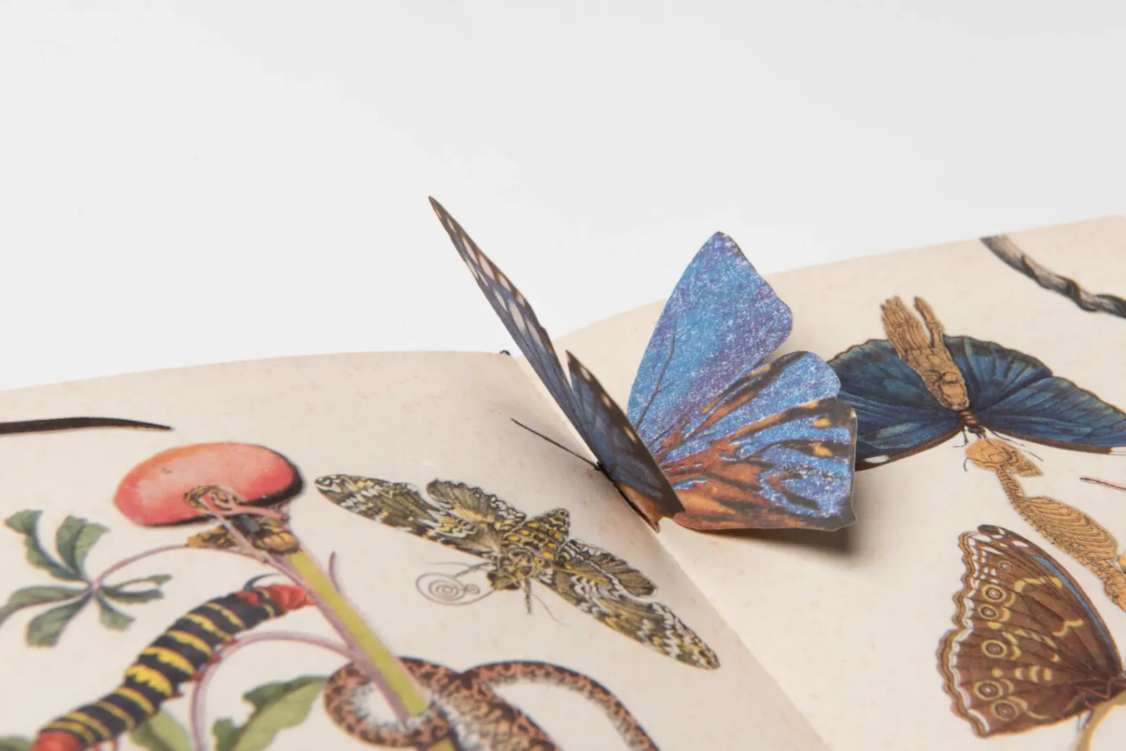 The Little Jungle Book image 9