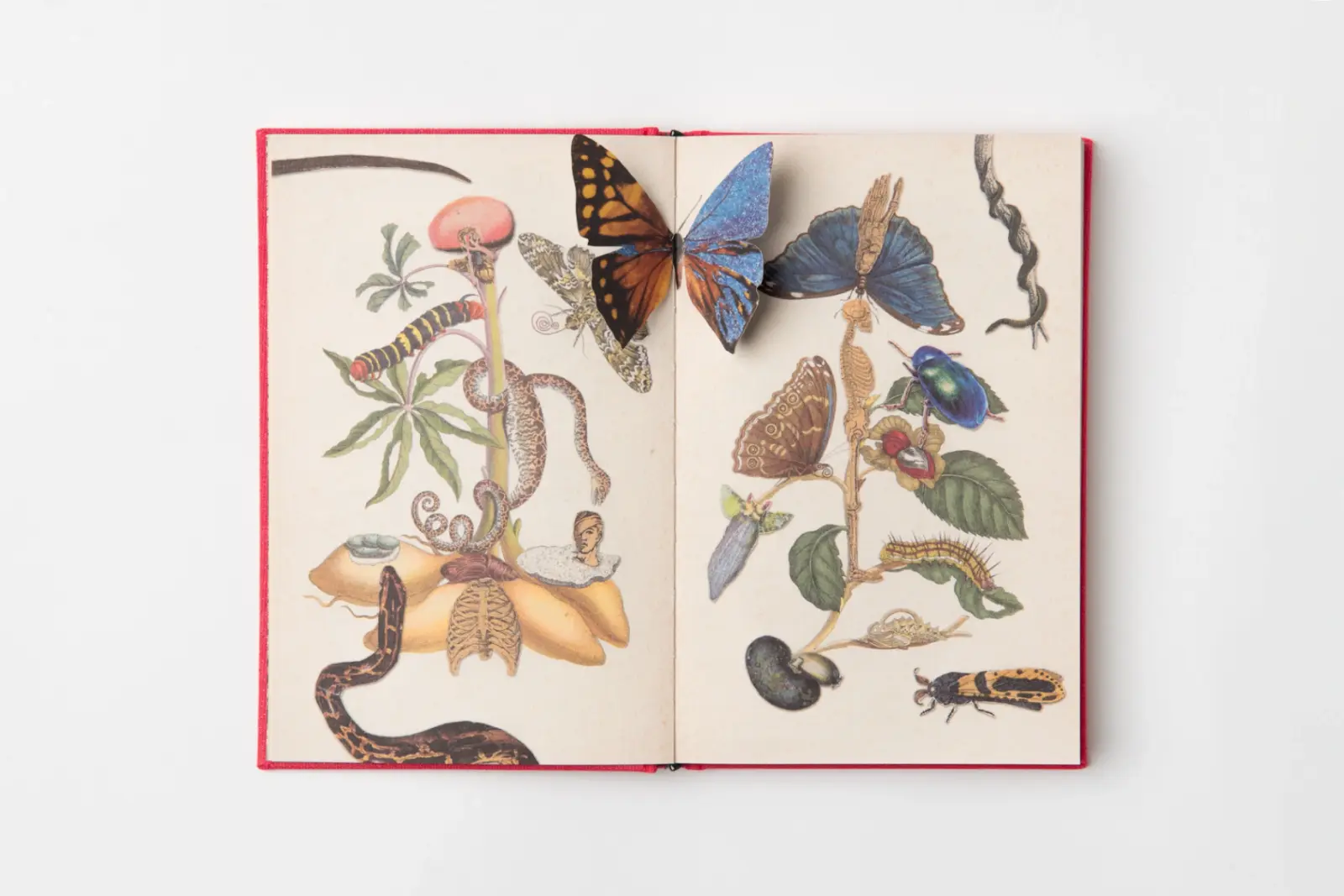 The Little Jungle Book image 7