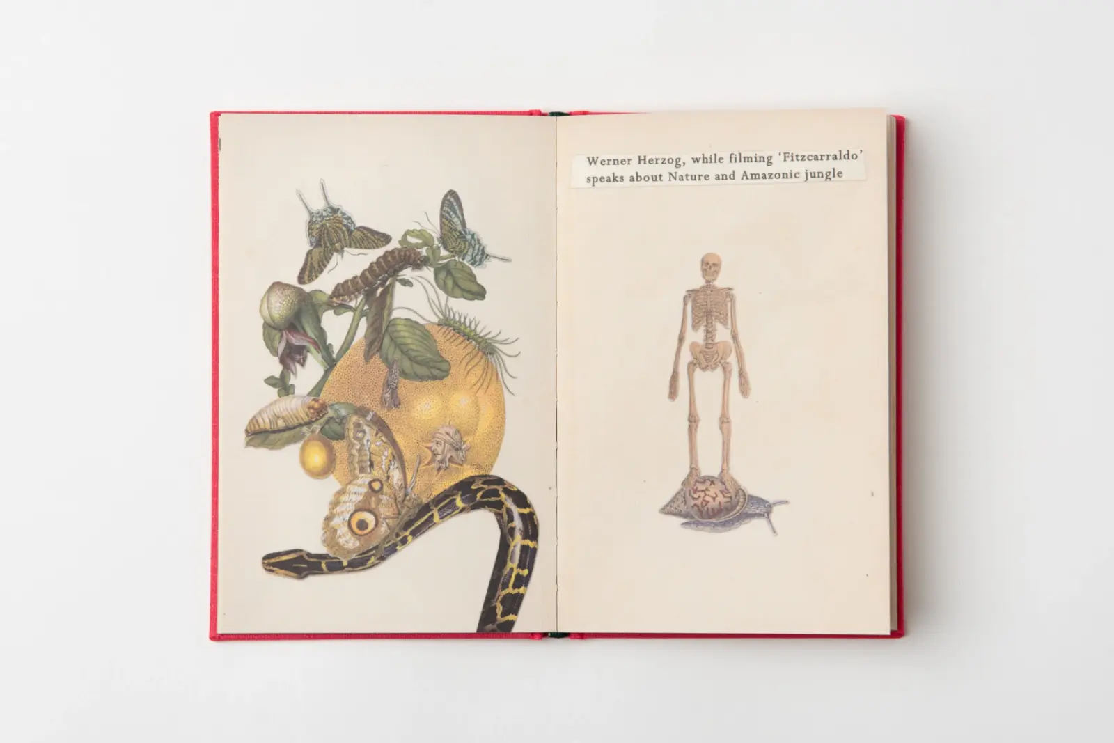 The Little Jungle Book image 6