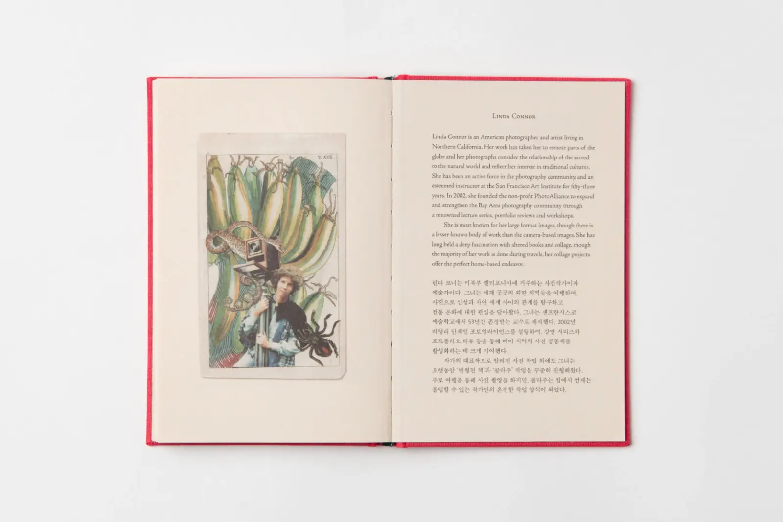 The Little Jungle Book image 11