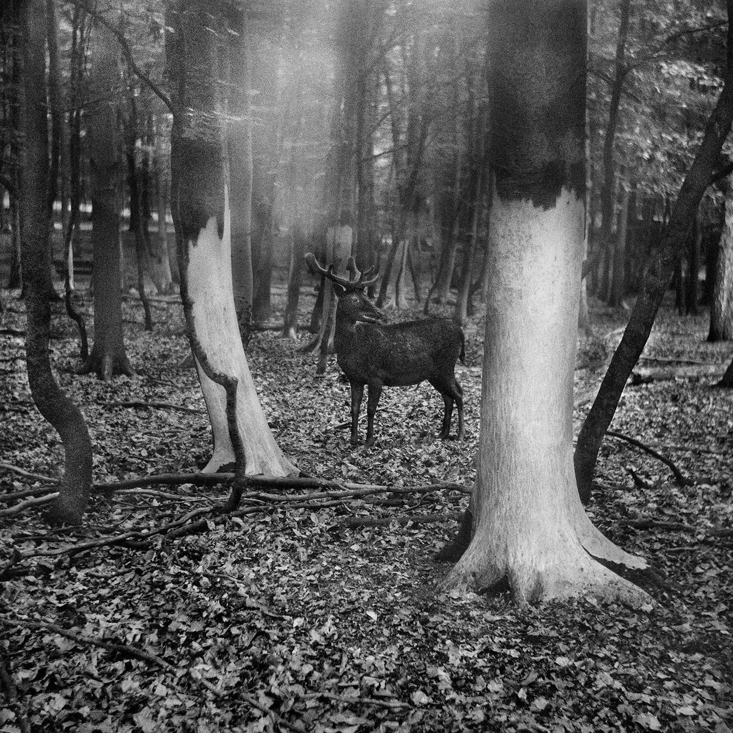 Vanishing image 8