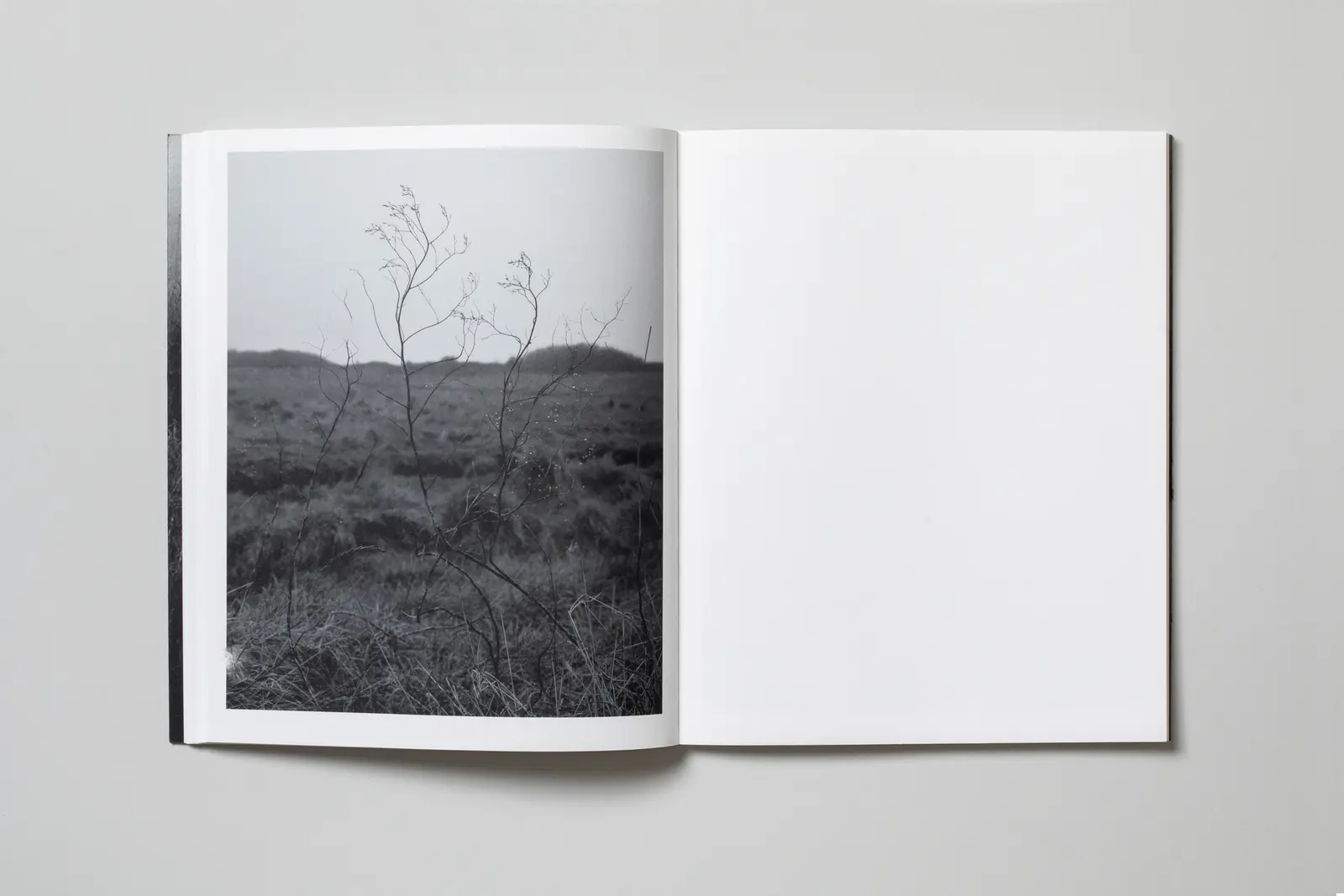 This Land image 5