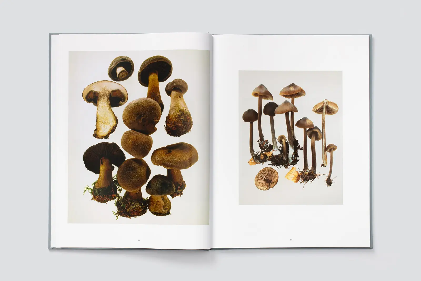 Pilze image 3